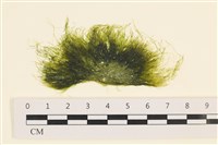 登錄號:A00001755藏品圖，第1張