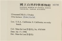 大石蓴, 石蓴藏品圖，第2張