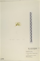 大石蓴, 石蓴藏品圖，第3張