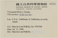 大石蓴, 石蓴藏品圖，第2張