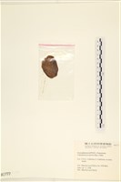 登錄號:A00001777藏品圖，第3張