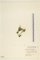 登錄號:A00001780藏品圖，第3張