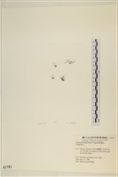 登錄號:A00001781藏品圖，第1張