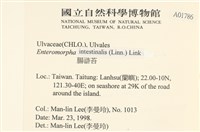 腸滸苔, 河石髮藏品圖，第2張