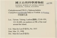 伸展剛毛藻藏品圖，第2張