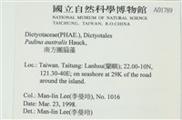 南方團扇藻藏品圖，第2張