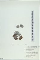 南方團扇藻藏品圖，第1張