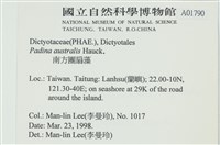 南方團扇藻藏品圖，第2張