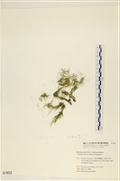 登錄號:A00001803藏品圖，第1張
