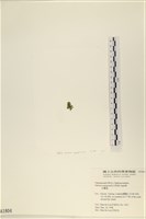 法囊藻藏品圖，第3張