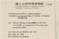 伸展剛毛藻藏品圖，第2張