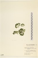 伸展剛毛藻藏品圖，第1張