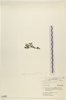 登錄號:A00001808藏品圖，第3張