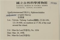 浮網藻, 肋葉藻藏品圖，第2張