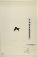 浮網藻, 肋葉藻藏品圖，第3張