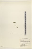 登錄號:A00001811藏品圖，第1張
