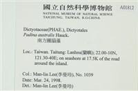 南方團扇藻藏品圖，第2張