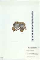 南方團扇藻藏品圖，第3張