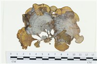 南方團扇藻藏品圖，第1張