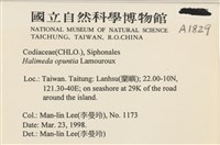 仙掌藻, 海仙人掌藏品圖，第2張