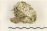 仙掌藻, 海仙人掌藏品圖，第1張