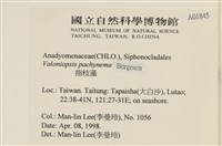 指枝藻藏品圖，第2張