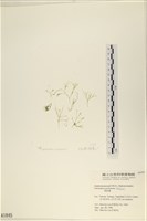 指枝藻藏品圖，第1張