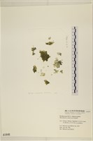 登錄號:A00001846藏品圖，第1張