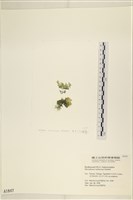 登錄號:A00001847藏品圖，第3張