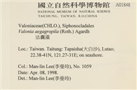 法囊藻藏品圖，第2張