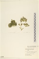 法囊藻藏品圖，第3張