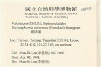 網球藻藏品圖，第2張