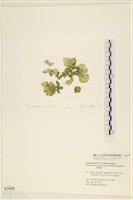 網球藻藏品圖，第3張