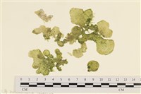 網球藻藏品圖，第1張