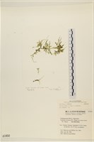登錄號:A00001850藏品圖，第1張