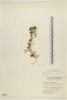 登錄號:A00001852藏品圖，第1張