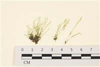 登錄號:A00001855藏品圖，第1張