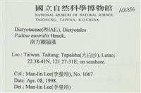 南方團扇藻藏品圖，第2張