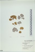 南方團扇藻藏品圖，第1張