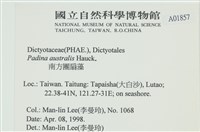 南方團扇藻藏品圖，第2張