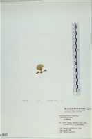 南方團扇藻藏品圖，第3張