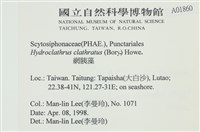 網胰藻藏品圖，第2張