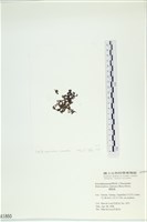 網胰藻藏品圖，第3張