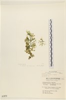 登錄號:A00001873藏品圖，第1張