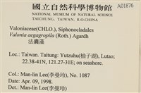 法囊藻藏品圖，第2張