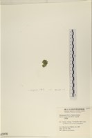 法囊藻藏品圖，第3張