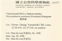 網球藻藏品圖，第2張