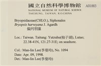 偏列羽藻藏品圖，第2張