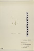 偏列羽藻藏品圖，第3張