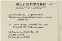 伸展剛毛藻藏品圖，第2張
